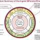 Ingate SIParator feature chart